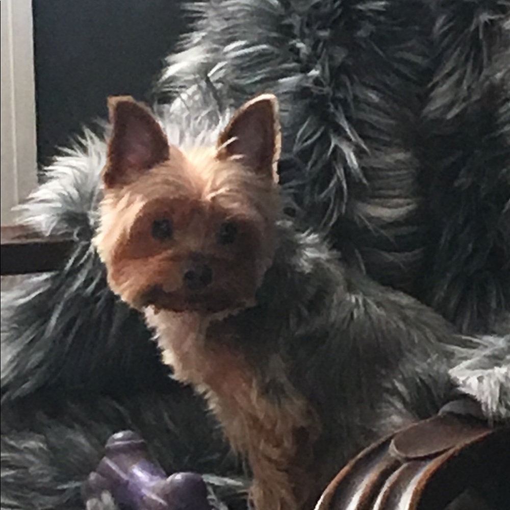 Meet your Posher, Bobbi